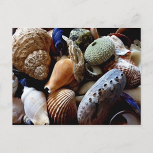 Seashells Postcard