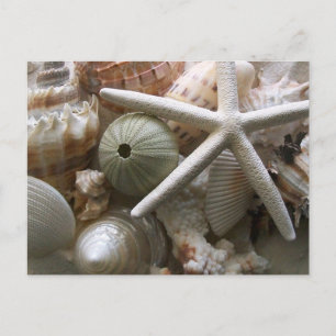 Seashells Postcard