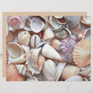 Seashells Sketch Ocean Nautical Beach Decoupage