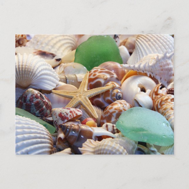 Seashells Starfish & Beach Glass Postcard (Front)