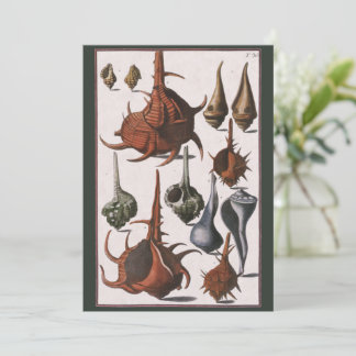 Seashells, Vintage Sea Shells, Ocean Marine Life