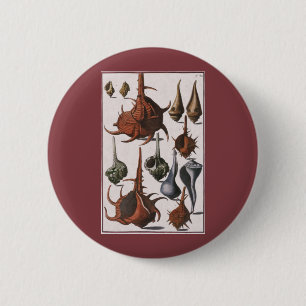 Seashells, Vintage Sea Shells, Ocean Marine Life 6 Cm Round Badge