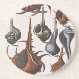 Seashells, Vintage Sea Shells, Ocean Marine Life Coaster