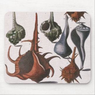 Seashells, Vintage Sea Shells, Ocean Marine Life Mouse Pad