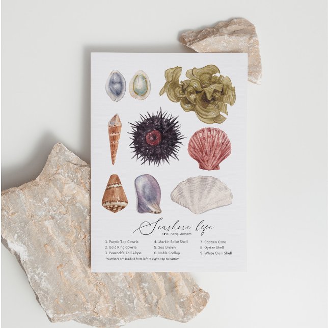 Seashore Life Postcard (Creator Uploaded)