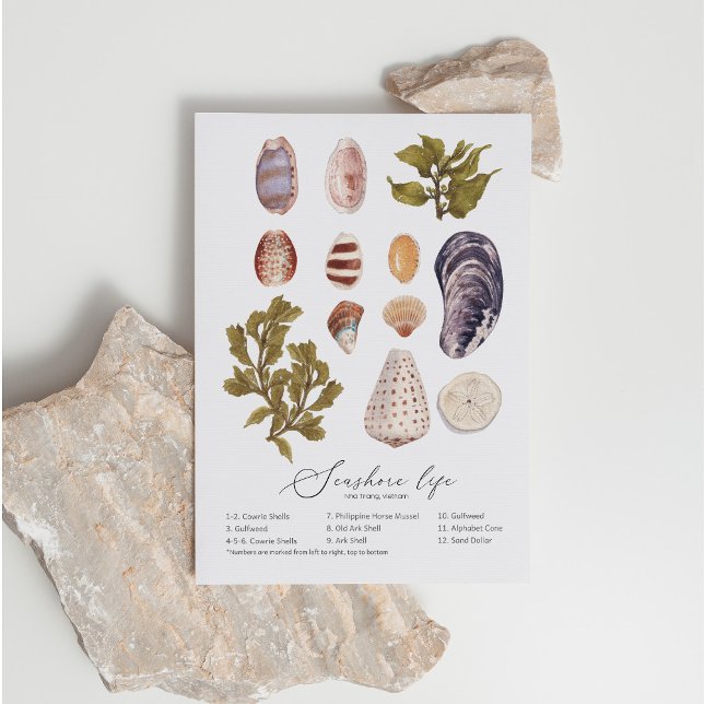 Seashore Life Postcard (Creator Uploaded)