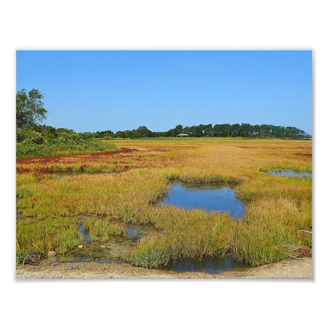 Seashore Marsh Photo Print (Front)