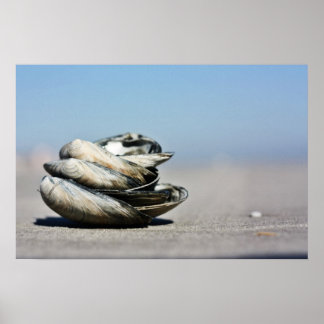 Seashore Seashells Poster