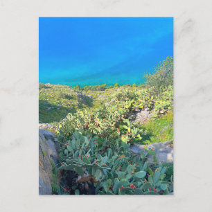 Seaside Cactus Nafplion Greece Postcard