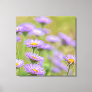 Seaside Daisies Canvas Print