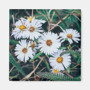 Seaside Daisies Magnet