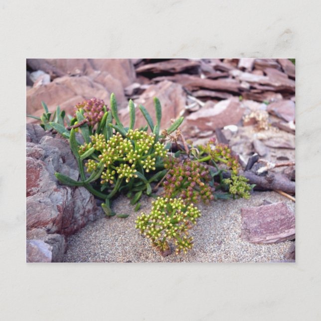 Seaside Flower Postcard (Front)