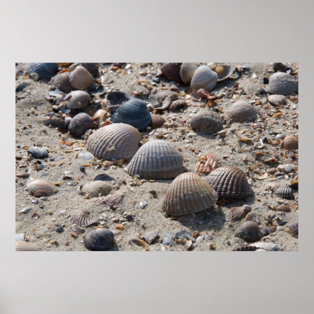 Seaside views - shells poster (Front)