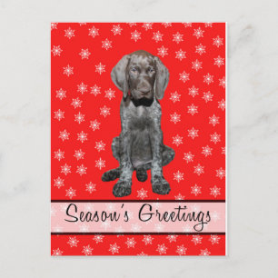 Season’s Greetings german shorthaired pointer pup Holiday Postcard