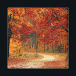 Seasonal colours of autumn  magnet<br><div class="desc">Seasonal colours of autumn,  beautiful photograph.</div>