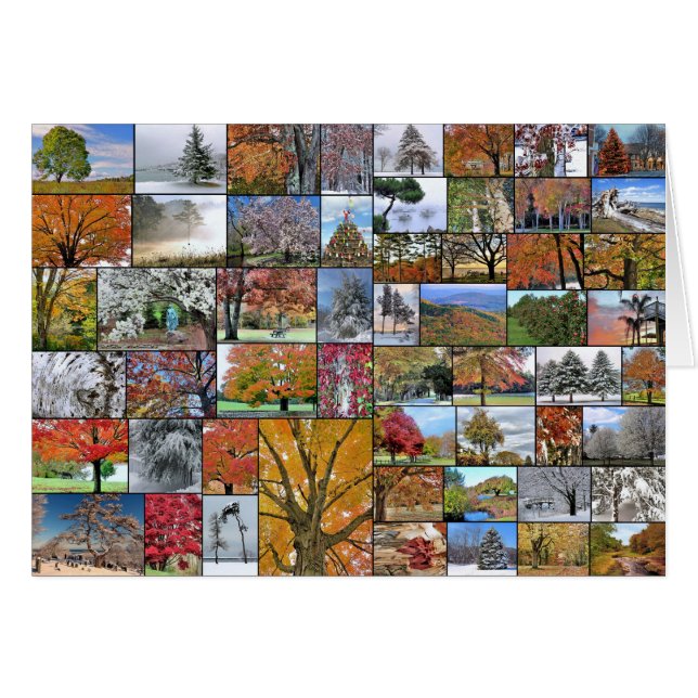 Seasonal trees collage (Front Horizontal)