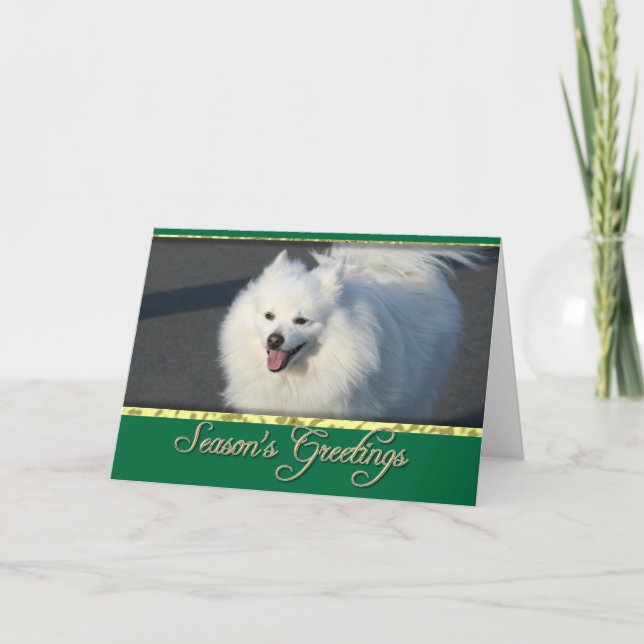 Season's greetings American Eskimo card (Front)