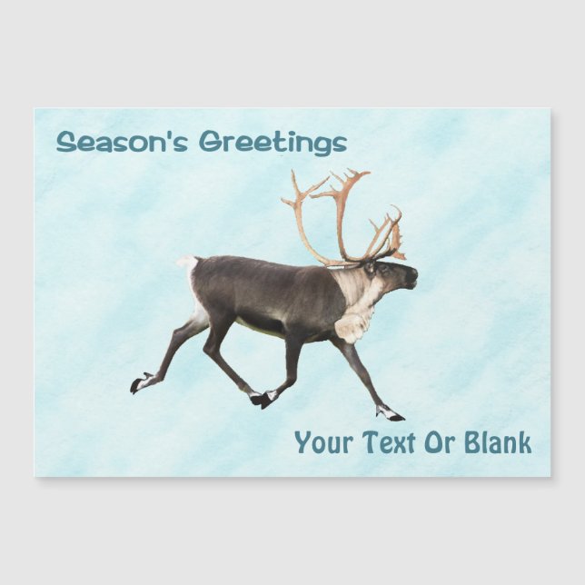 Season's Greetings - Caribou (Reindeer) On Snow (Front)