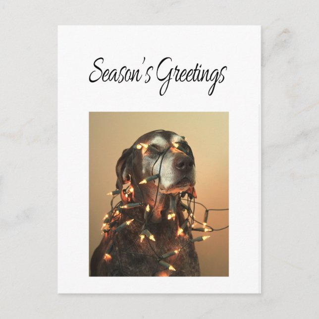 Season's Greetings german shorthaired pointer Holiday Postcard (Front)