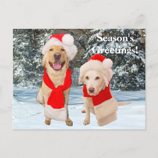 Season's Greetings! Holiday Postcard (Front)