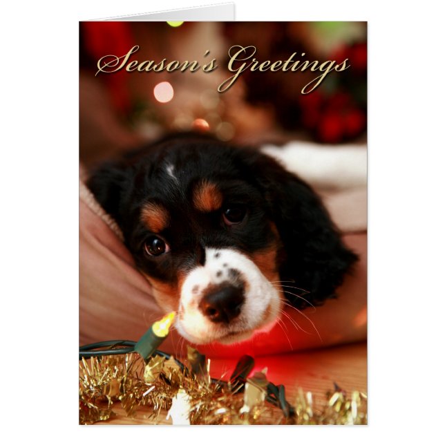 seasons greetins springer spaniel (Front)