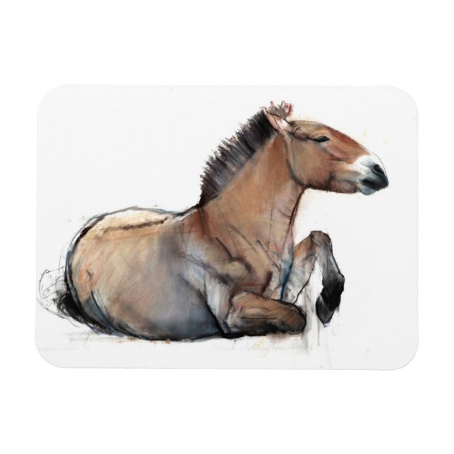 Seated Przewalski 2011 Magnet (Horizontal)