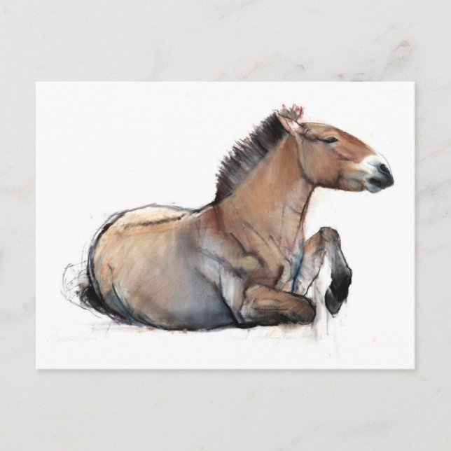 Seated Przewalski 2011 Postcard (Front)