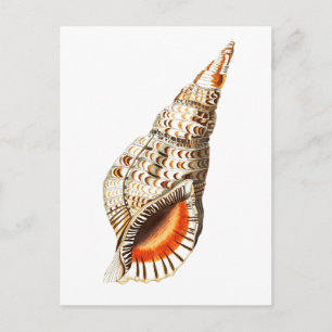 "SEATRUMPET" SEALIFE POSTCARD