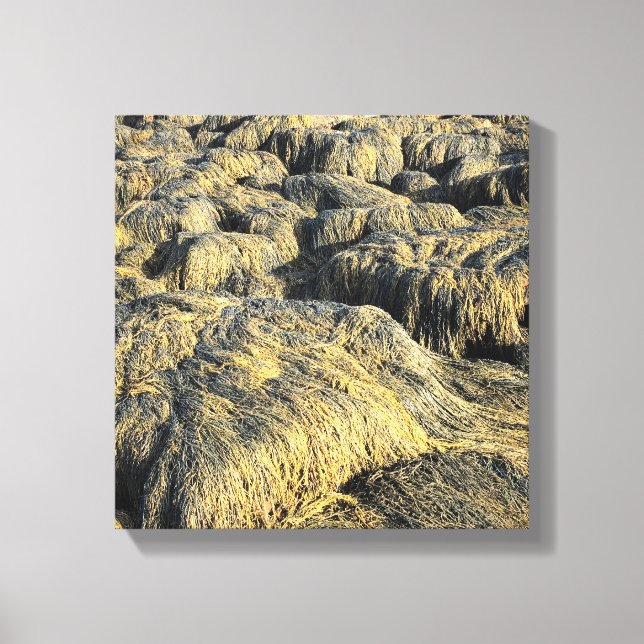 seawall seaweed canvas print (Front)