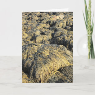 seawall seaweed holiday card