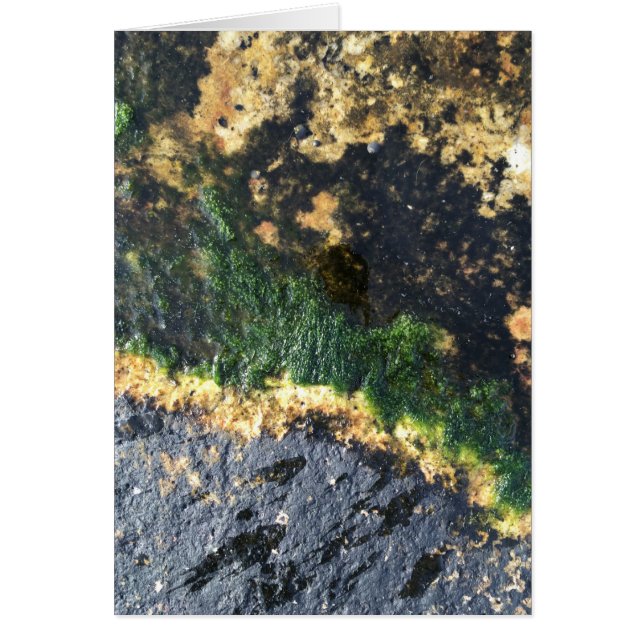 seawall seaweed maine (Front)