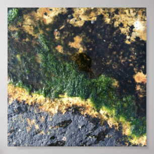 seawall seaweed maine poster