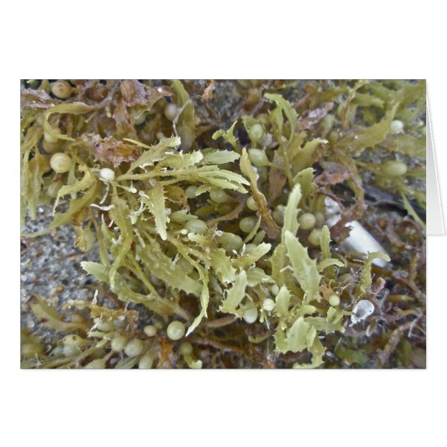 Seaweed Coordinating Items (Front Horizontal)