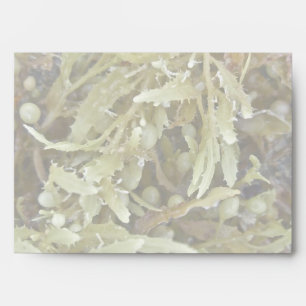 Seaweed Coordinating Items Envelope