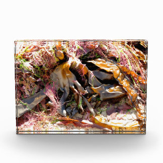 SEAWEED PHOTO BLOCK
