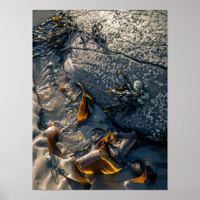 Seaweed Poster/Print Poster (Front)