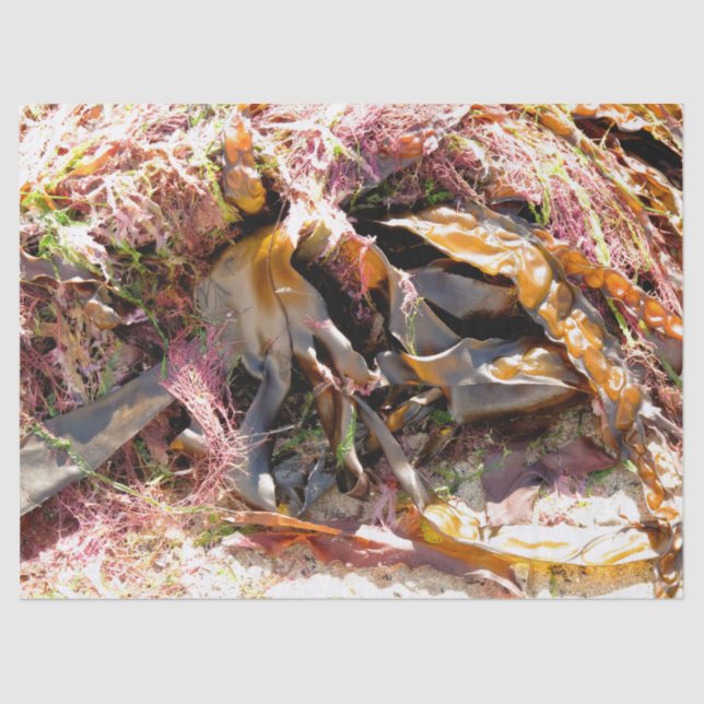 SEAWEED TISSUE PAPER (Front)