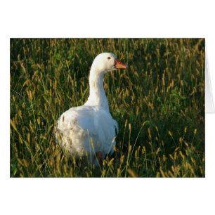 Sebastopol Goose