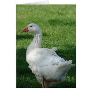 Sebbie Goose