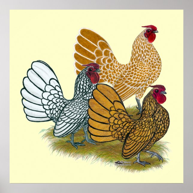 Sebright Rooster Assortment Poster (Front)