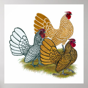 Sebright Rooster Assortment Poster