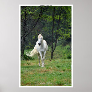 Secret Places White Horse in Field Poster