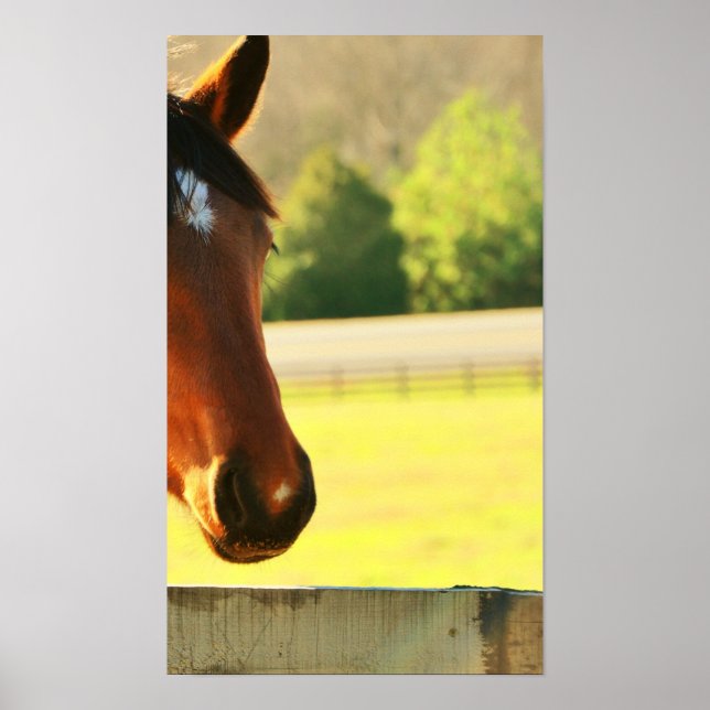Secretariat's Great Grandaughter Poster (Front)