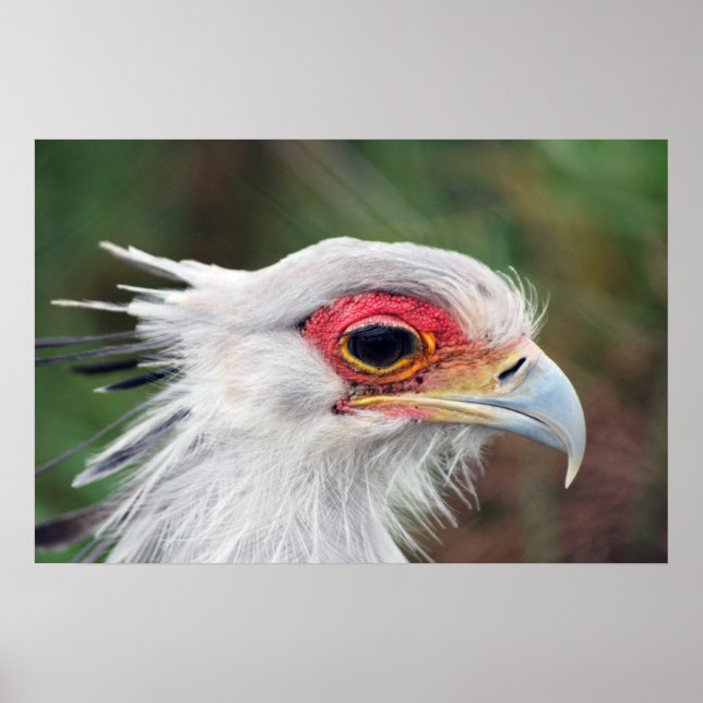 Secretary Bird of South Africa photo Poster (Front)