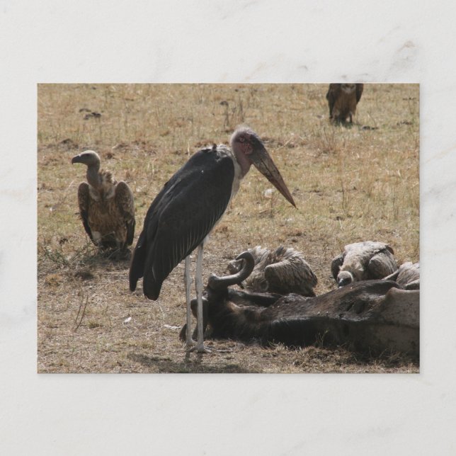 secretary bird postcard (Front)