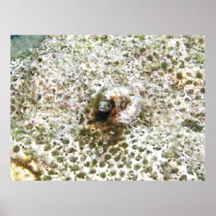 Secretary Blenny III Poster