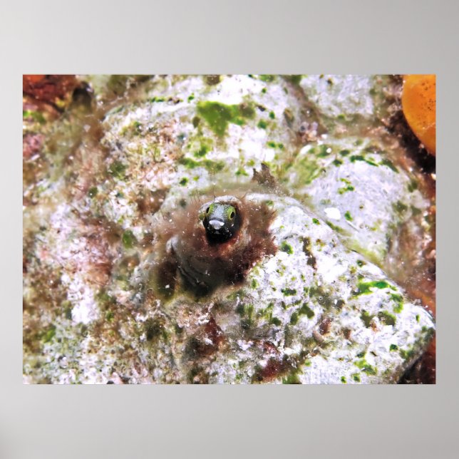 Secretary Blenny Poster (Front)