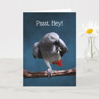Secretive African Grey Parrot Birthday Card