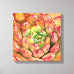 Sedeveria 'Pink Ruby' by Debra Lee Baldwin Canvas Print