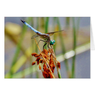 Sedge grass, and Dragonfly